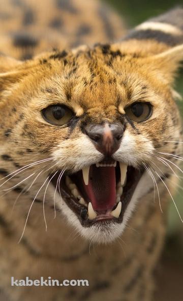 サーバルキャットのAndroidの壁紙(360px x 592px) スマホ用