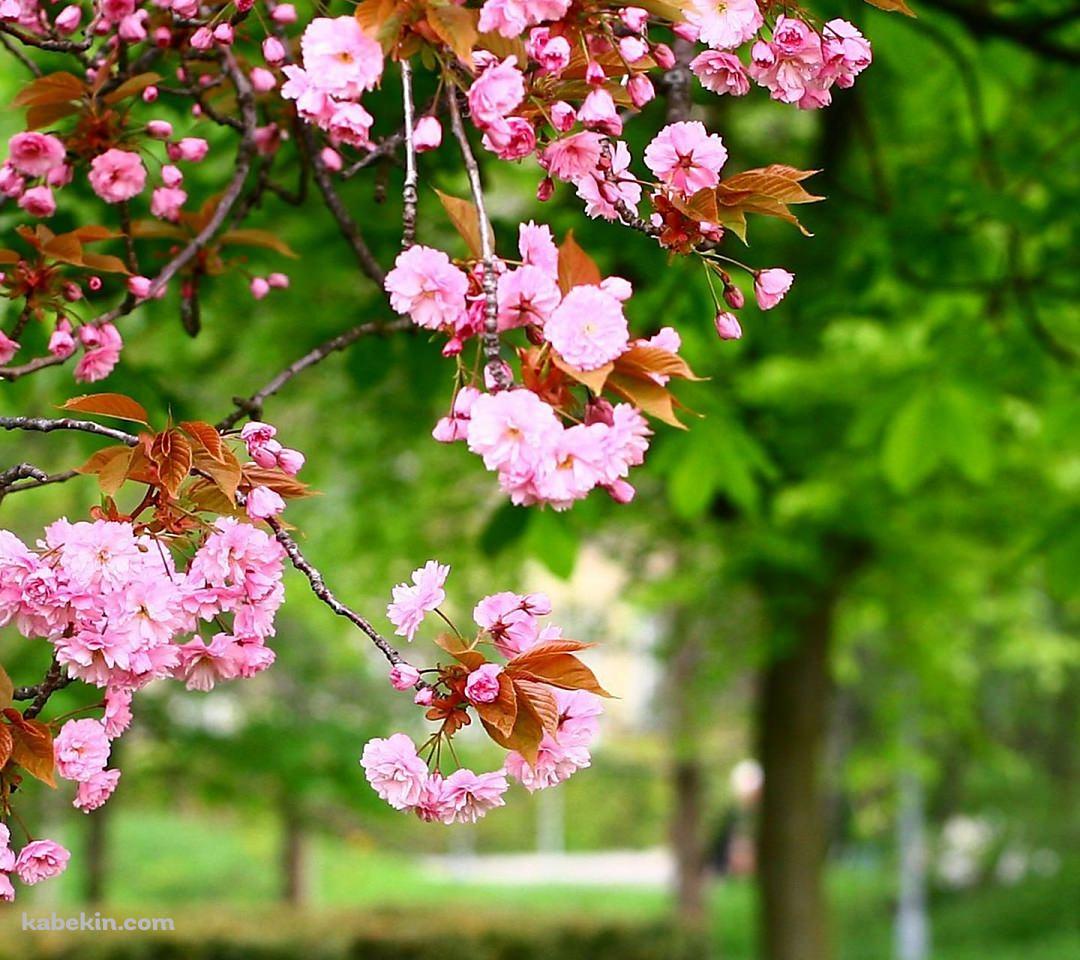 公園に咲くピンクの花のAndroidの壁紙(1080px x 960px) スマホ用