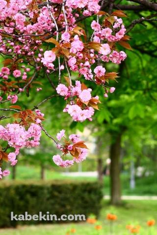 公園に咲くピンクの花のAndroidの壁紙(320px x 480px) スマホ用