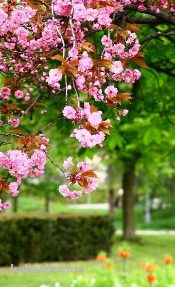 公園に咲くピンクの花のAndroidの壁紙(360px x 592px) スマホ用