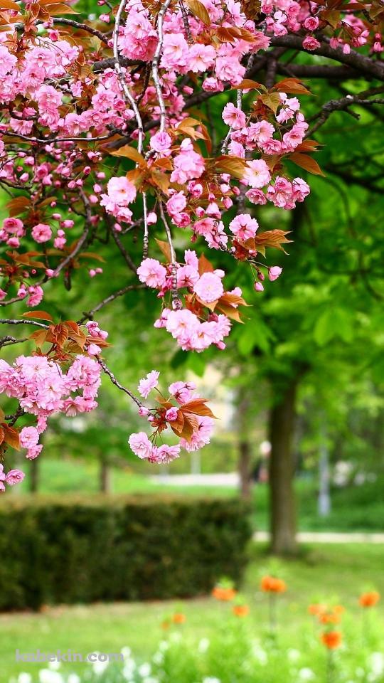 公園に咲くピンクの花のAndroidの壁紙(540px x 960px) スマホ用