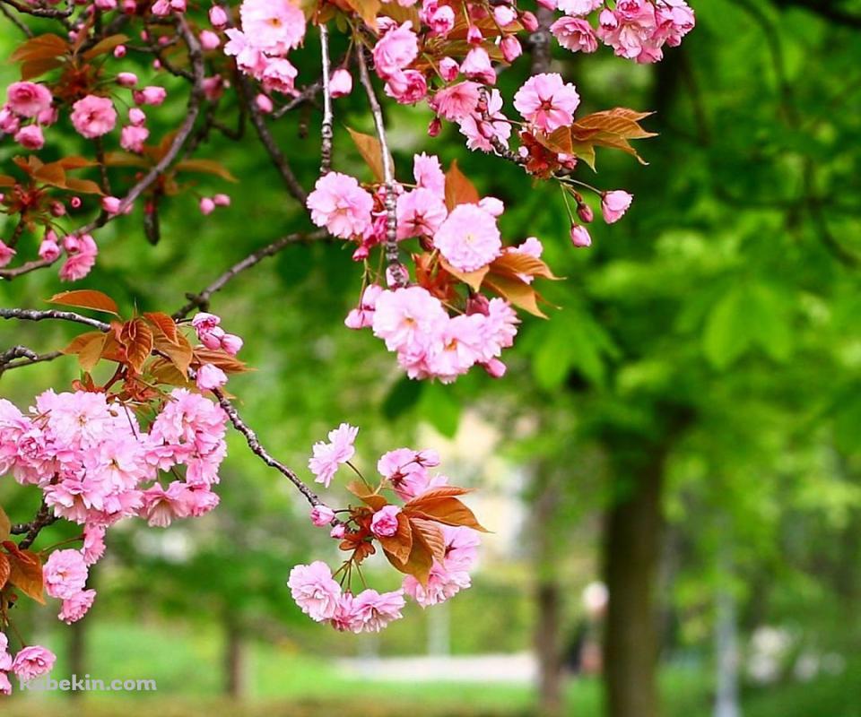 公園に咲くピンクの花のAndroidの壁紙(960px x 800px) スマホ用