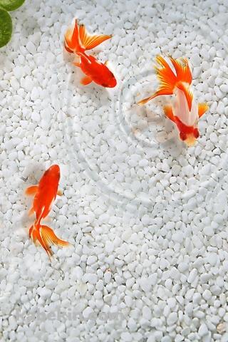3匹の金魚のAndroidの壁紙(320px x 480px) スマホ用