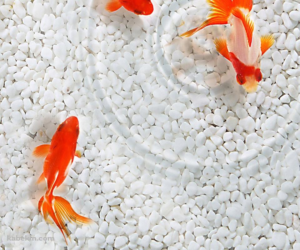 3匹の金魚のAndroidの壁紙(960px x 800px) スマホ用
