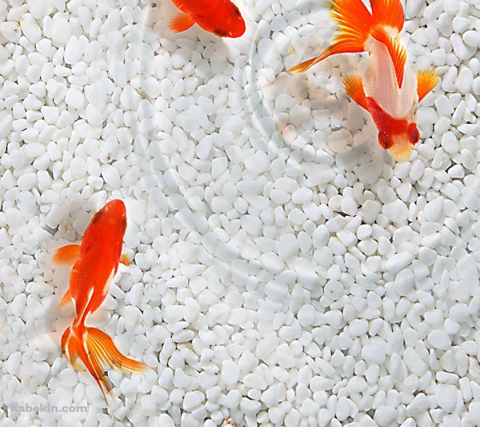 3匹の金魚のAndroidの壁紙(960px x 854px) スマホ用