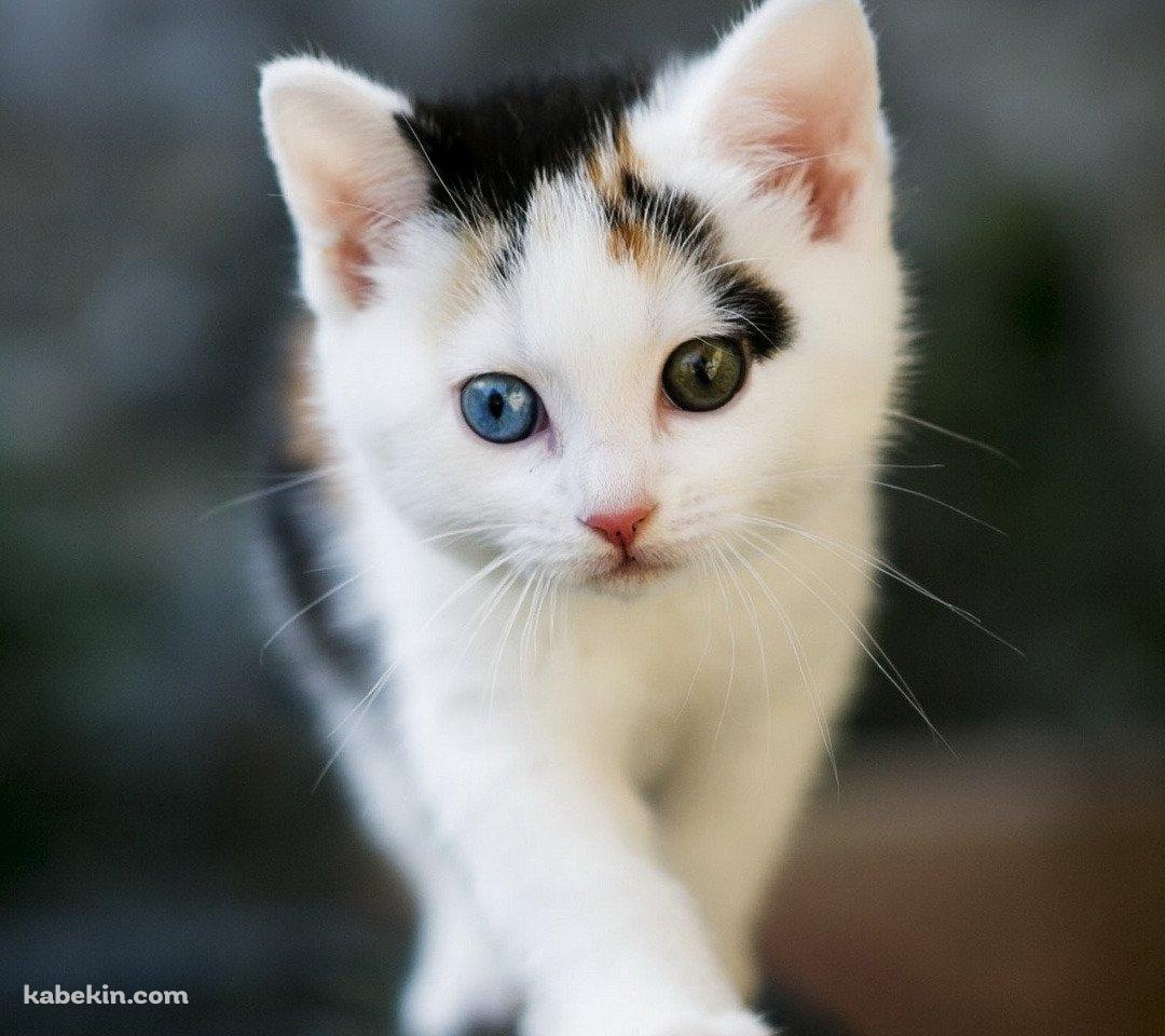 目の色が異なる子猫のAndroidの壁紙(1080px x 960px) スマホ用