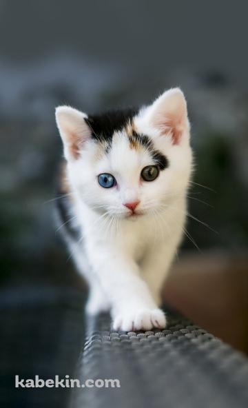 目の色が異なる子猫のAndroidの壁紙(360px x 592px) スマホ用