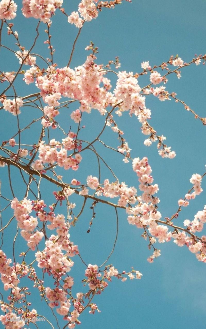 Cherry Blossom TreeのAndroidの壁紙(800px x 1280px) スマホ用