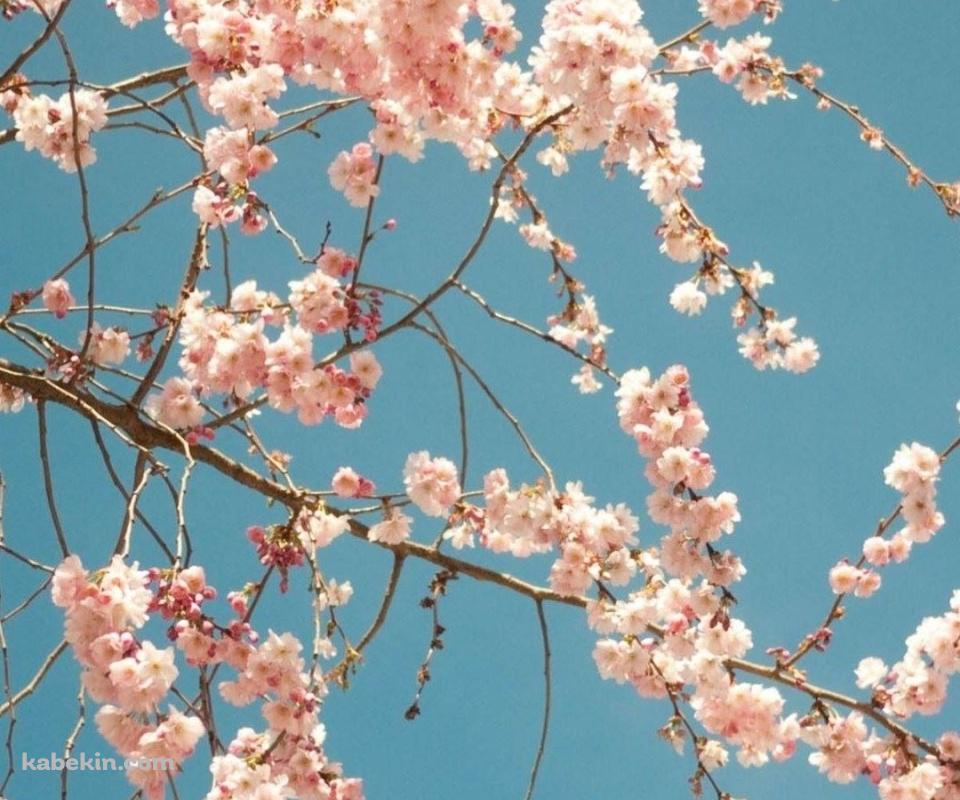 Cherry Blossom TreeのAndroidの壁紙(960px x 800px) スマホ用