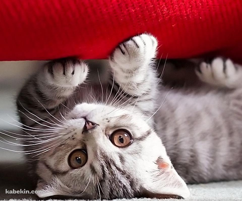 赤いソファーとかわいい子猫のAndroidの壁紙(960px x 800px) スマホ用