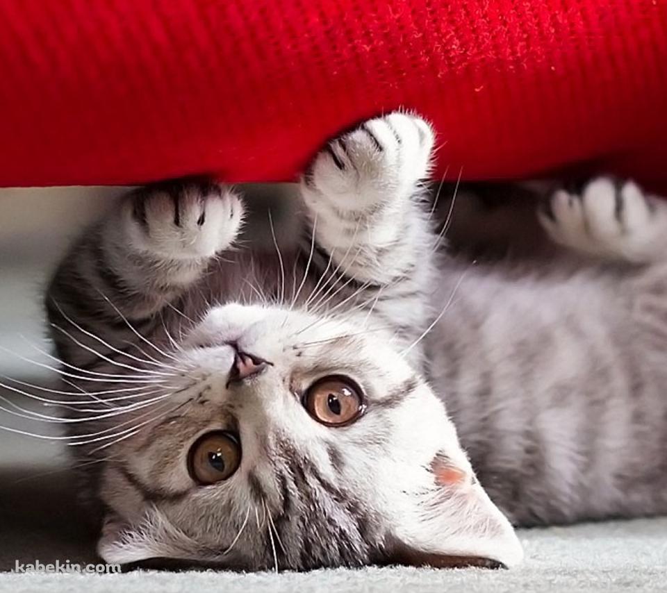 赤いソファーとかわいい子猫のAndroidの壁紙(960px x 854px) スマホ用