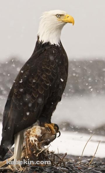 American eagleのAndroidの壁紙(360px x 592px) スマホ用