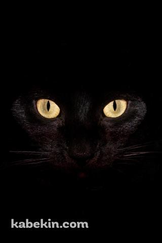 Black CatのAndroidの壁紙(320px x 480px) スマホ用