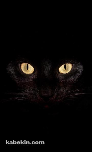 Black CatのAndroidの壁紙(360px x 592px) スマホ用