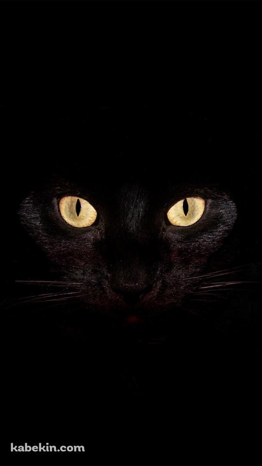 Black CatのAndroidの壁紙(540px x 960px) スマホ用