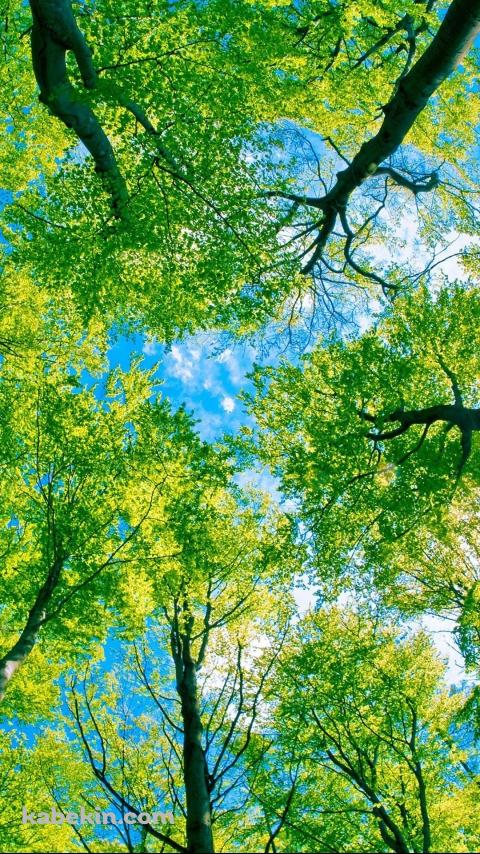 緑林の下のAndroidの壁紙(480px x 854px) スマホ用