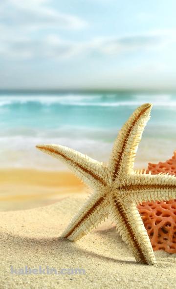 星型のヒトデのAndroidの壁紙(360px x 592px) スマホ用