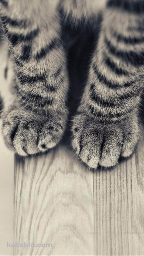 猫の足のAndroidの壁紙(480px x 854px) スマホ用