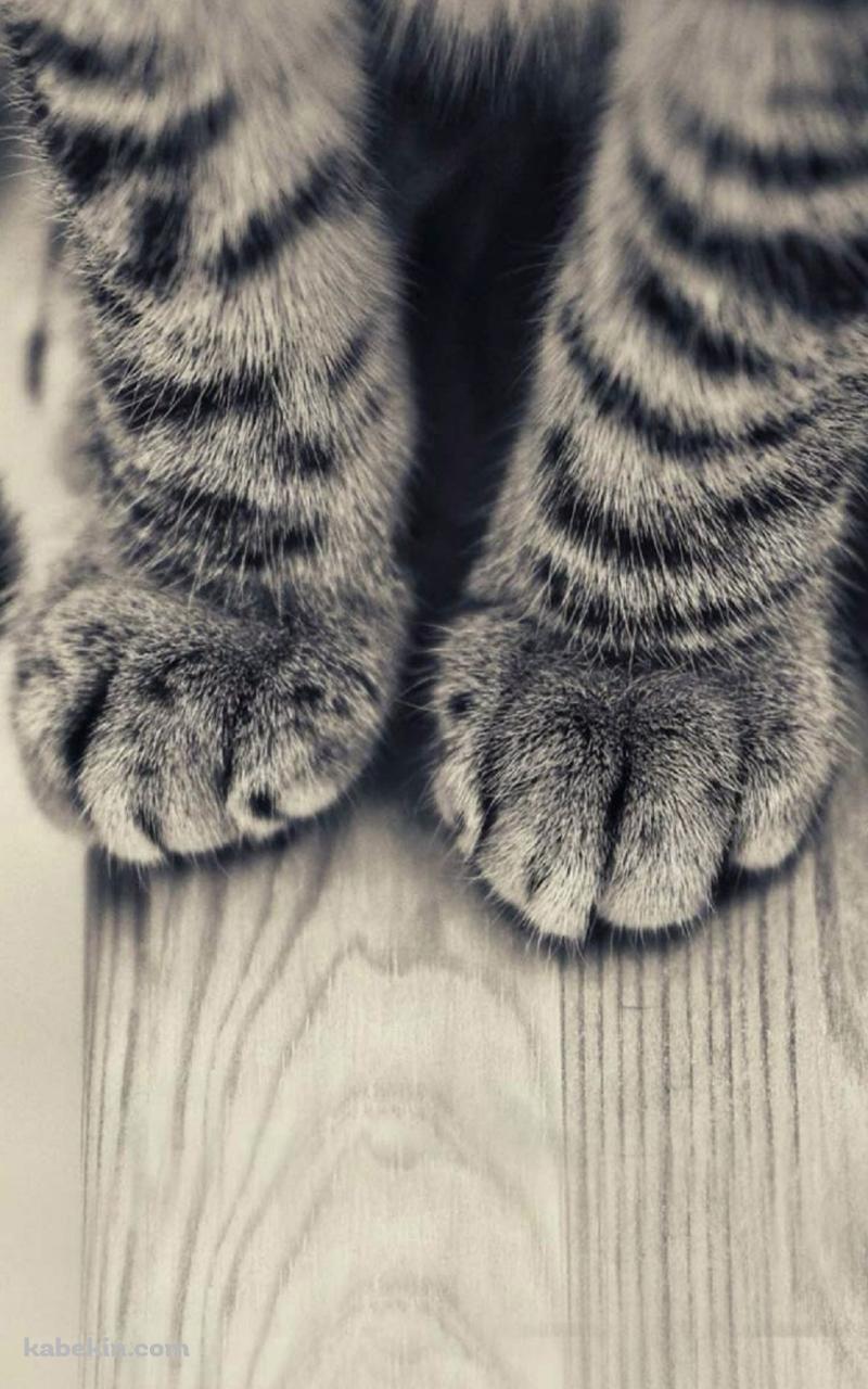 猫の足のAndroidの壁紙(800px x 1280px) スマホ用