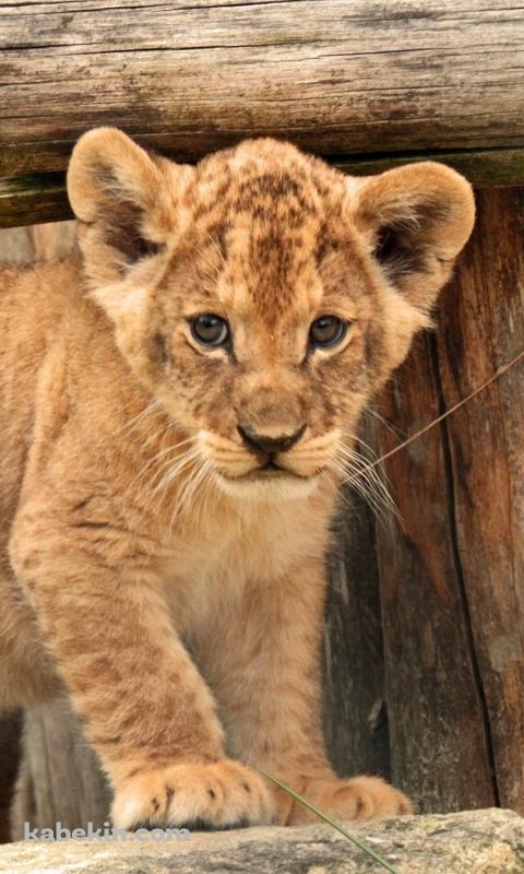 ライオンの子供のAndroidの壁紙(480px x 800px) スマホ用