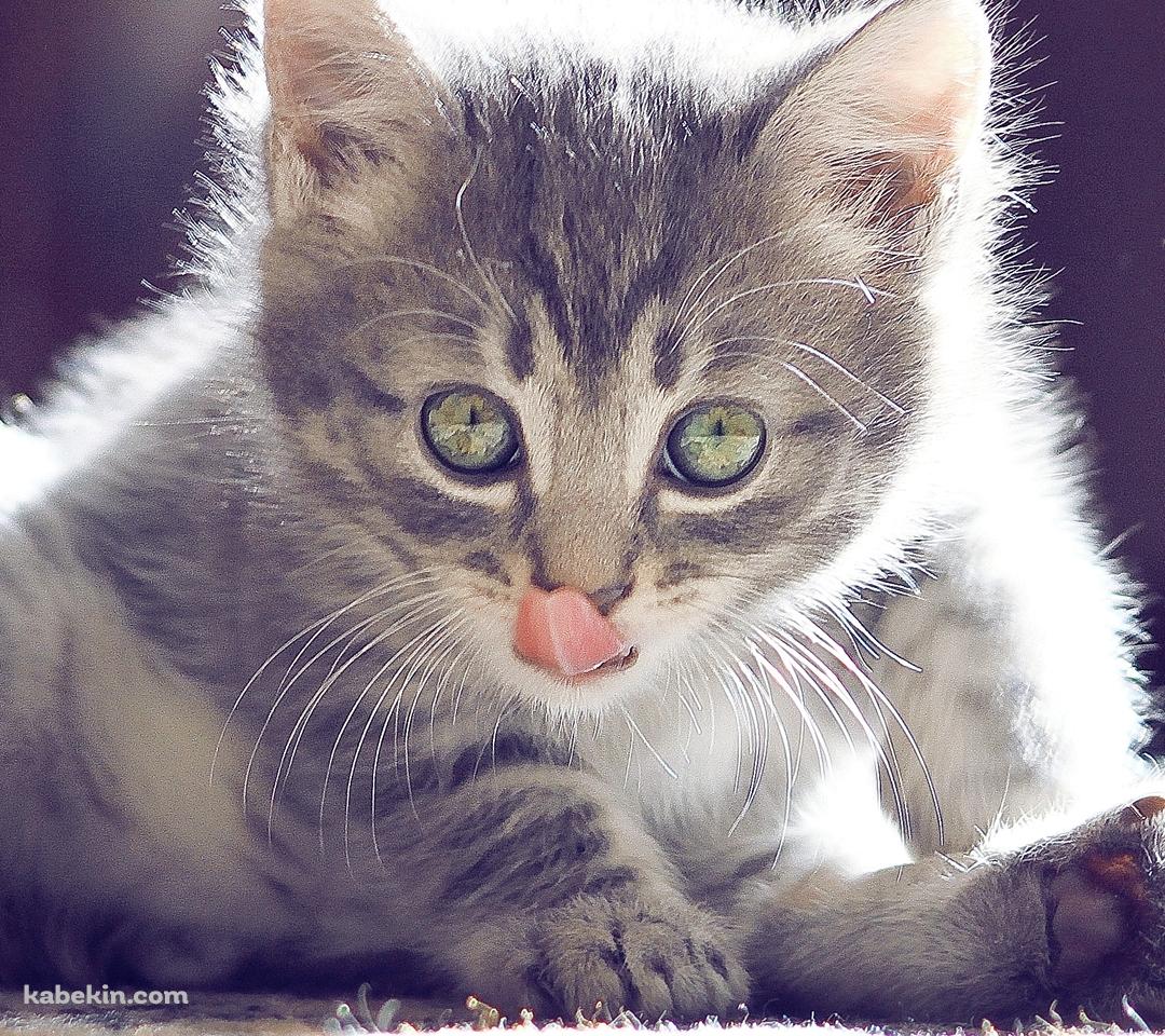 舌を出す子猫のAndroidの壁紙(1080px x 960px) スマホ用