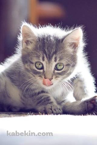 舌を出す子猫のAndroidの壁紙(320px x 480px) スマホ用