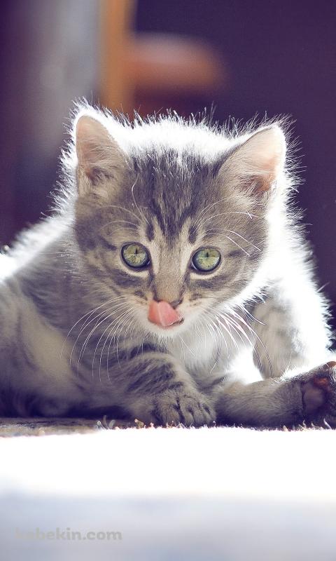 舌を出す子猫のAndroidの壁紙(480px x 800px) スマホ用