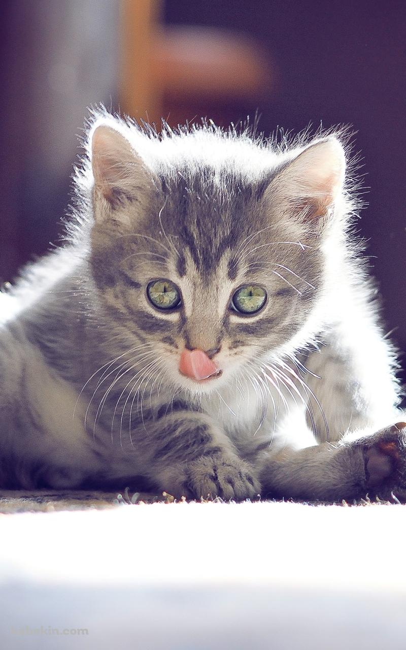 舌を出す子猫のAndroidの壁紙(800px x 1280px) スマホ用