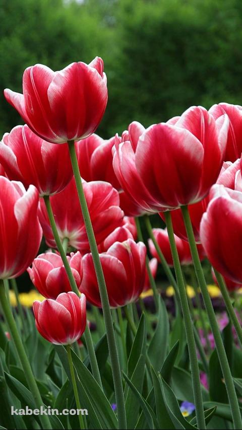 開花する赤いチューリップのAndroidの壁紙(480px x 854px) スマホ用