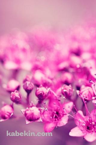 ピンクの小さな花のAndroidの壁紙(320px x 480px) スマホ用