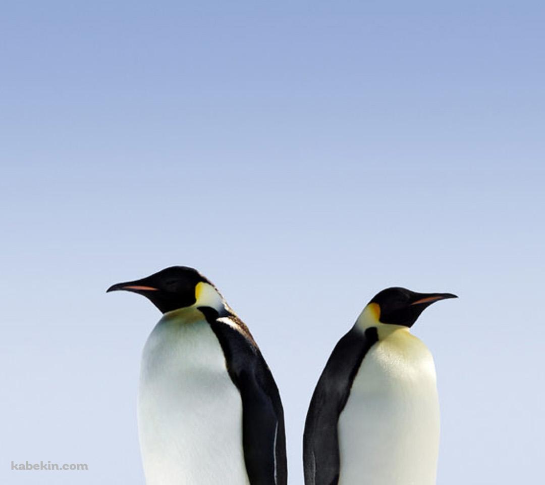 2匹の皇帝ペンギンのAndroidの壁紙(1080px x 960px) スマホ用