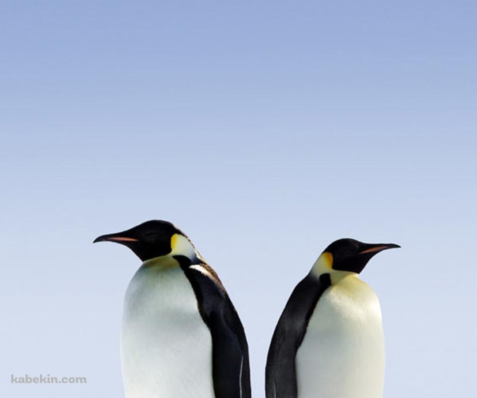 2匹の皇帝ペンギンのAndroidの壁紙(960px x 800px) スマホ用