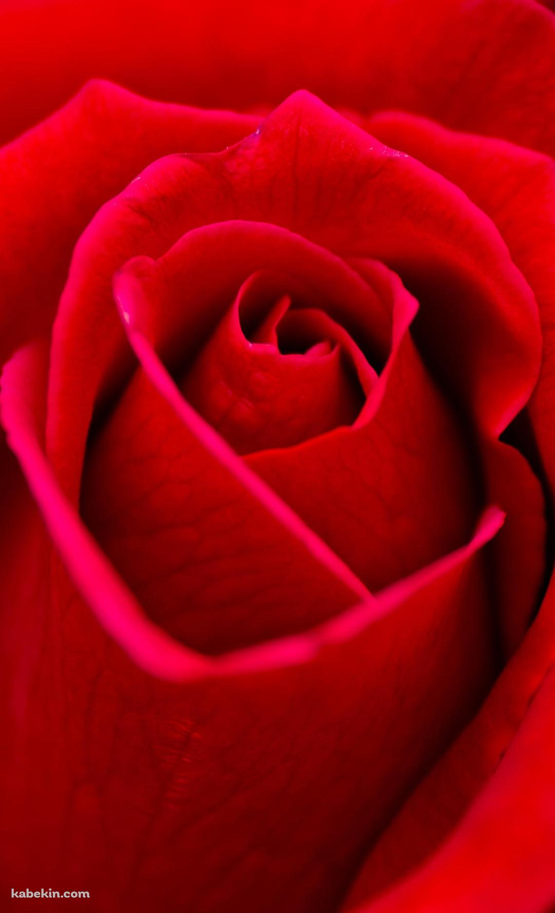 Beautiful Red RoseのAndroidの壁紙(1080px x 1776px) スマホ用
