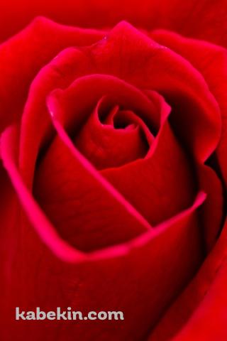 Beautiful Red RoseのAndroidの壁紙(320px x 480px) スマホ用