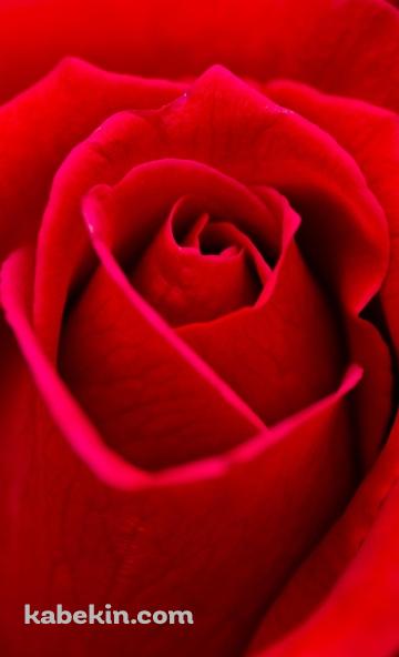 Beautiful Red RoseのAndroidの壁紙(360px x 592px) スマホ用