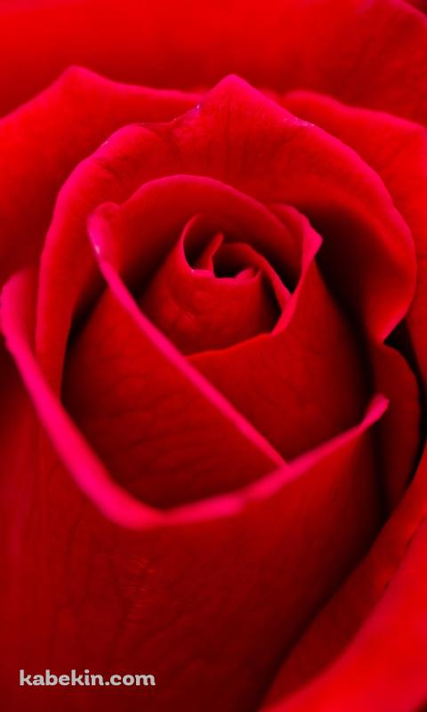 Beautiful Red RoseのAndroidの壁紙(480px x 800px) スマホ用