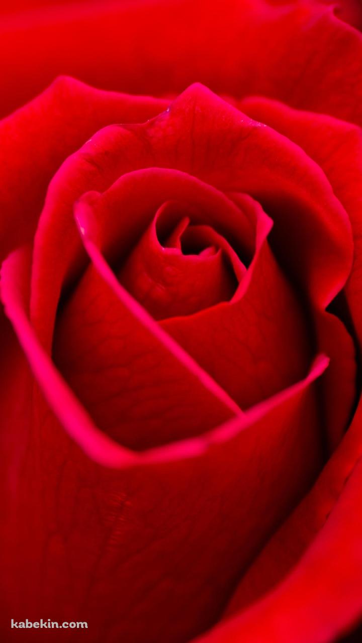 Beautiful Red RoseのAndroidの壁紙(720px x 1280px) スマホ用
