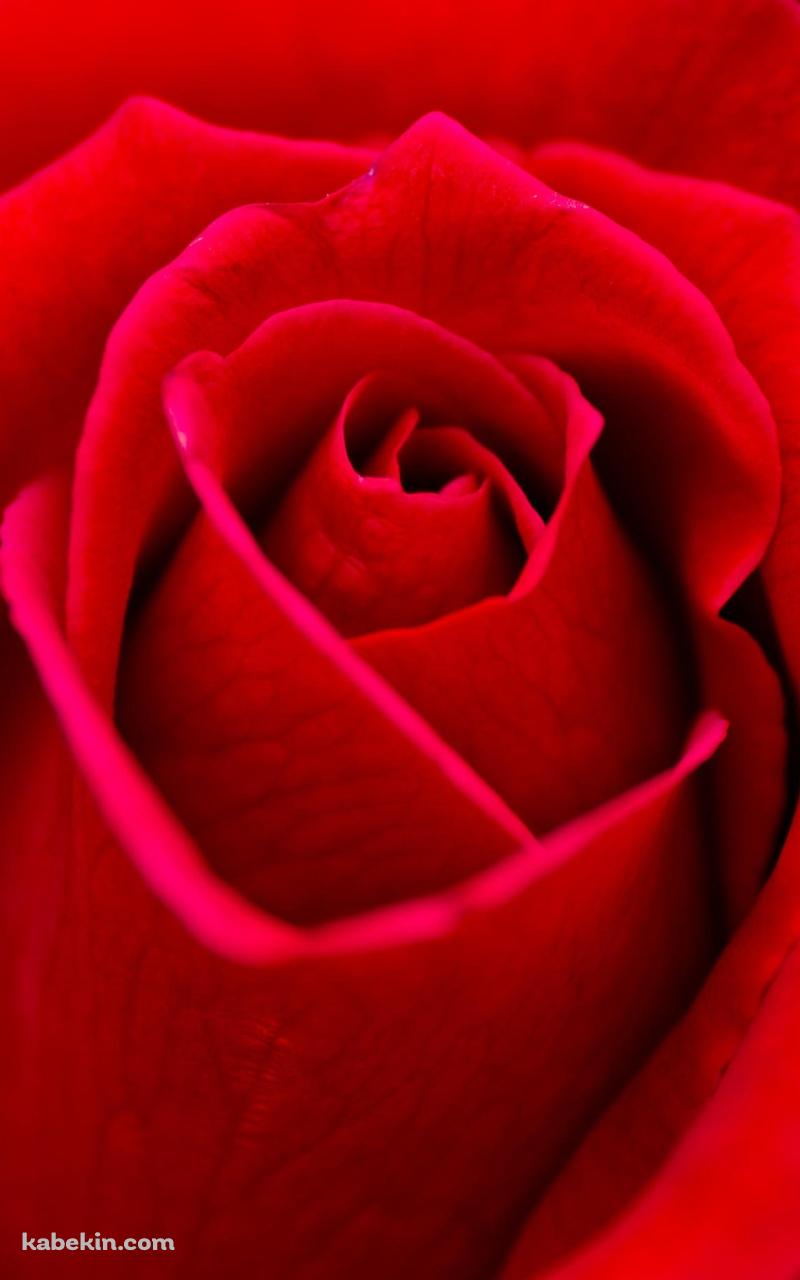 Beautiful Red RoseのAndroidの壁紙(800px x 1280px) スマホ用