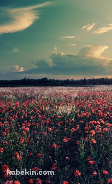 ピンクの花畑 空 白い雲のAndroidの壁紙(360px x 592px) スマホ用