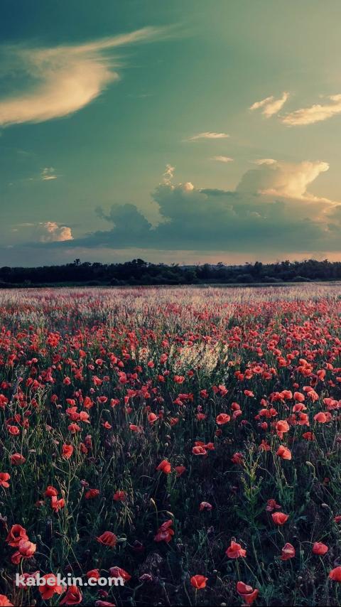 ピンクの花畑 空 白い雲のAndroidの壁紙(480px x 854px) スマホ用