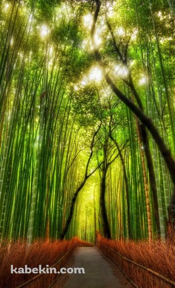 綺麗 竹林のAndroidの壁紙(360px x 592px) スマホ用
