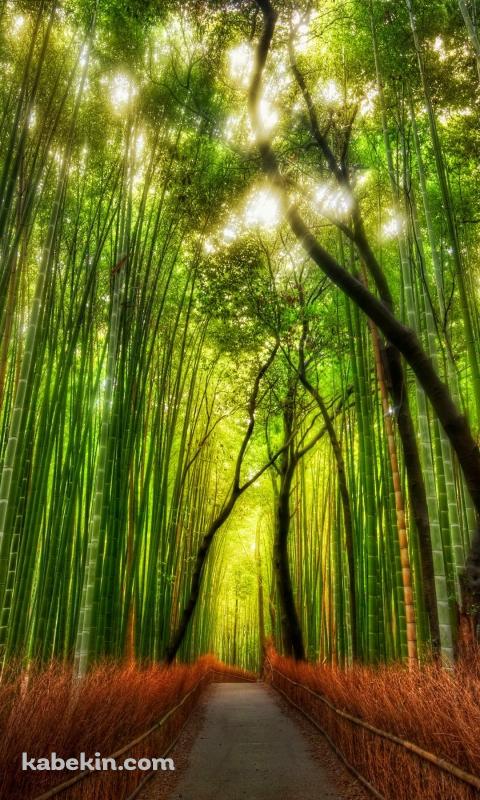 綺麗 竹林のAndroidの壁紙(480px x 800px) スマホ用
