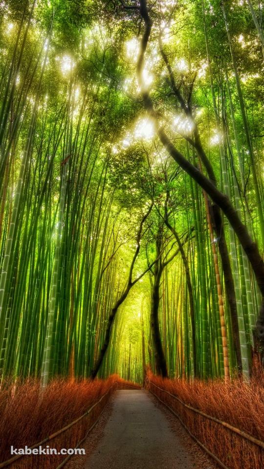 綺麗 竹林のAndroidの壁紙(540px x 960px) スマホ用