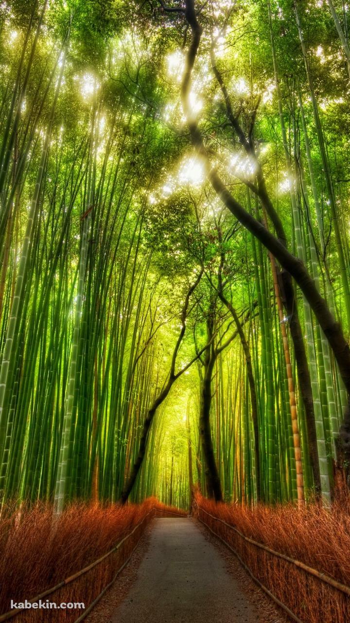 綺麗 竹林のAndroidの壁紙(720px x 1280px) スマホ用