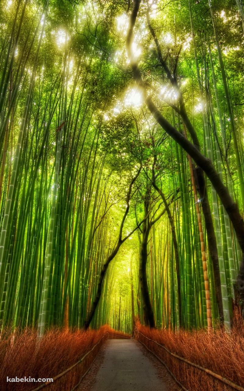 綺麗 竹林のAndroidの壁紙(800px x 1280px) スマホ用