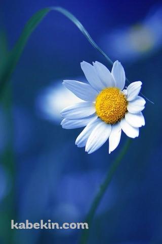 かわいい白の花のAndroidの壁紙(320px x 480px) スマホ用