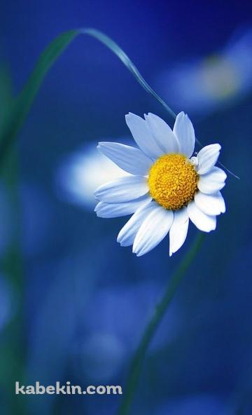かわいい白の花のAndroidの壁紙(360px x 592px) スマホ用