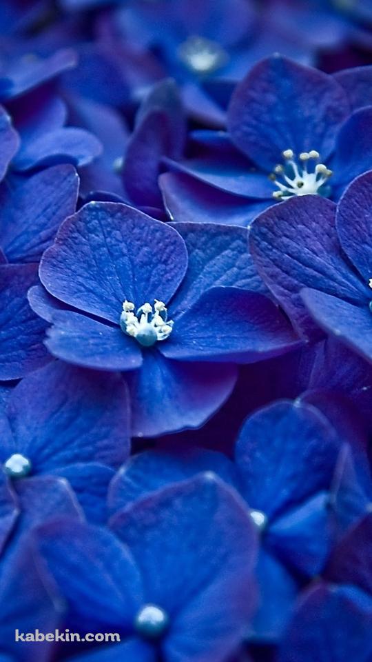 紫 綺麗な花のAndroidの壁紙(540px x 960px) スマホ用