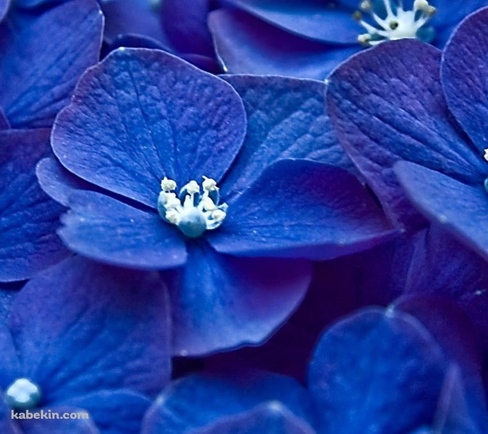 紫 綺麗な花のAndroidの壁紙(960px x 854px) スマホ用