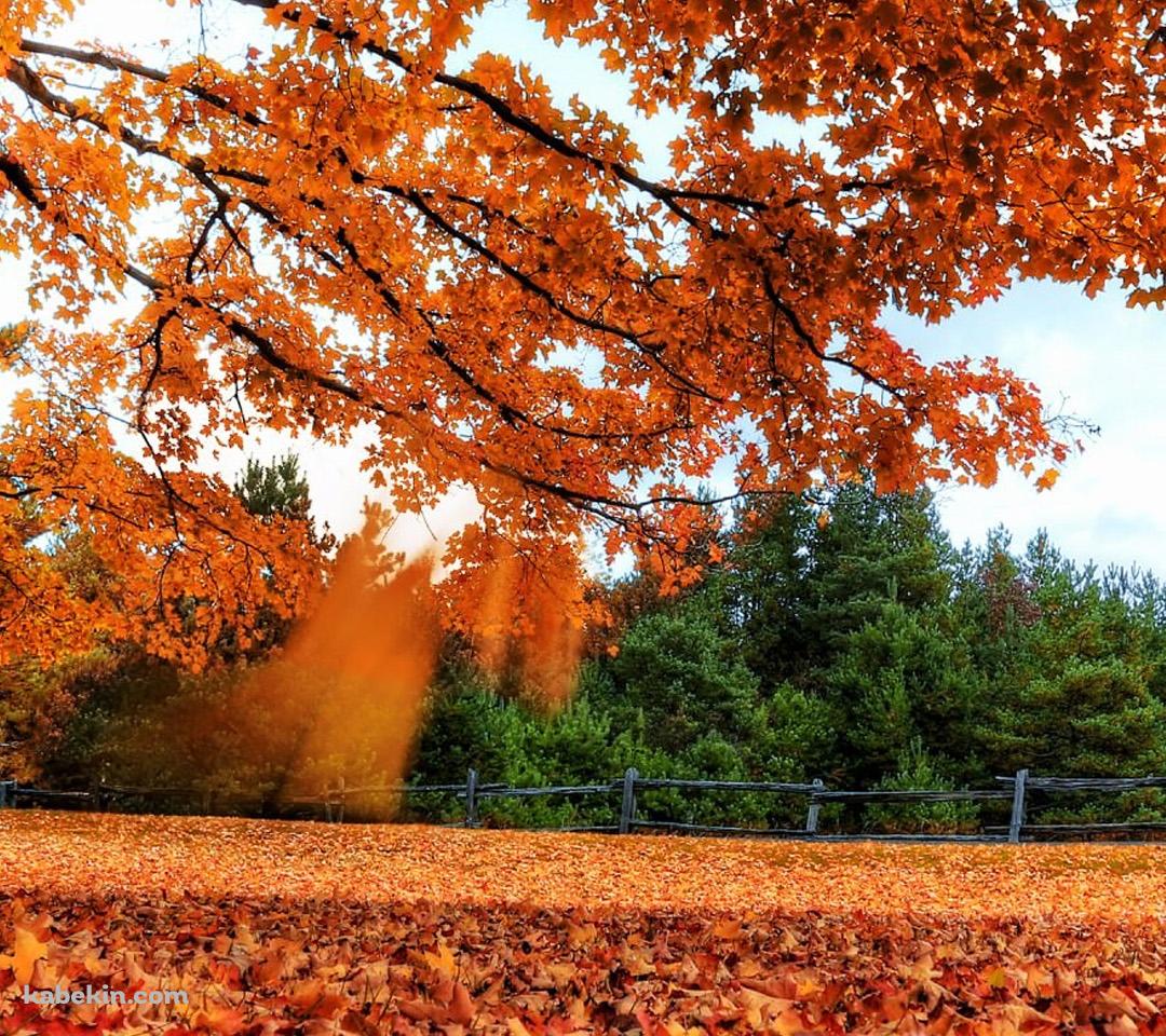 秋 落ち葉 木のAndroidの壁紙(1080px x 960px) スマホ用